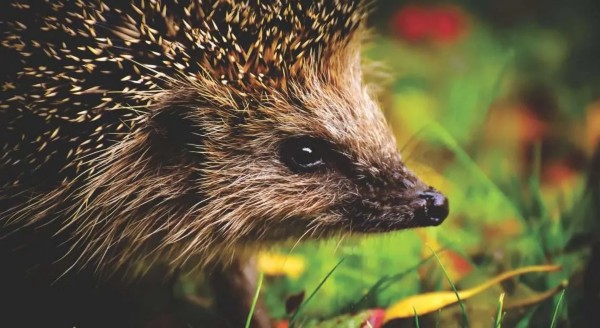 10 Easy Ways to Attract More Wildlife To Your Garden