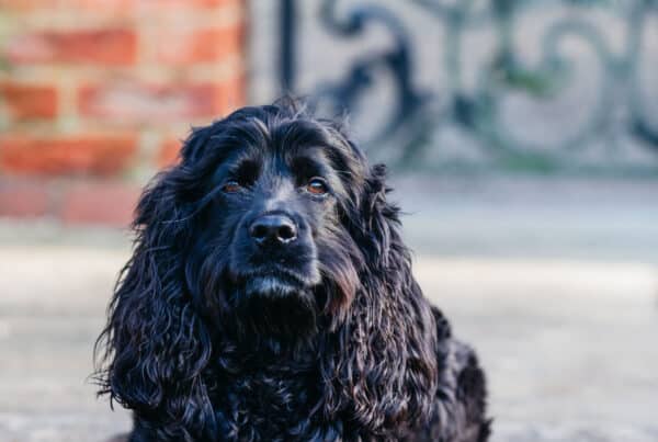 Dog Friendly Garden Design