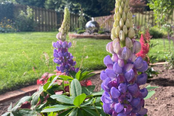 Garden Aftercare Lupin