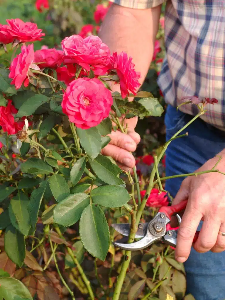 A gardener using a pair of red secateurs to trim a bright pink rose plant.