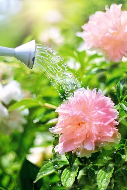 A watering can watering some pink blooms